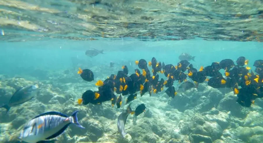 colorful-fish-dihamri-marine-protected-area-socotra-island