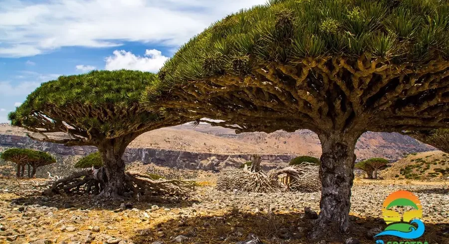 dragons-blood-trees-diksam-plateau-socotra-1536x1024