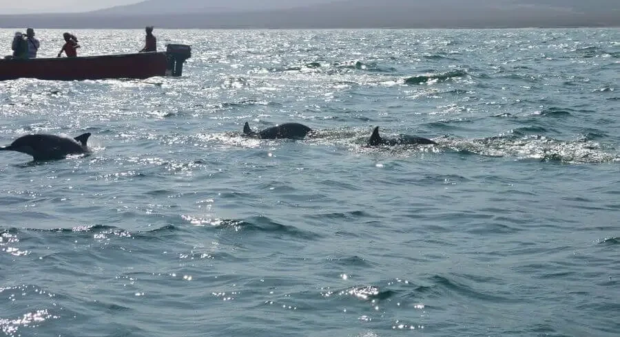 shu-ab-bay-sea-dolphins-beach-shoab-shuab-socotra-island