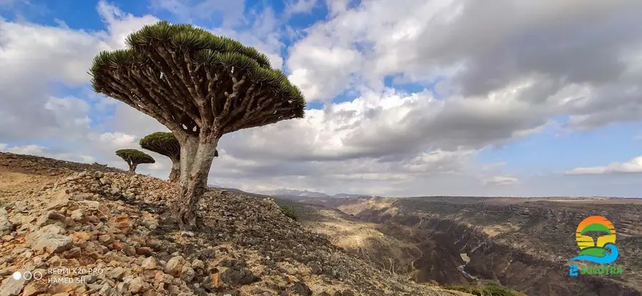 trees-from-diksam-plateau-socotra-island-1536x708