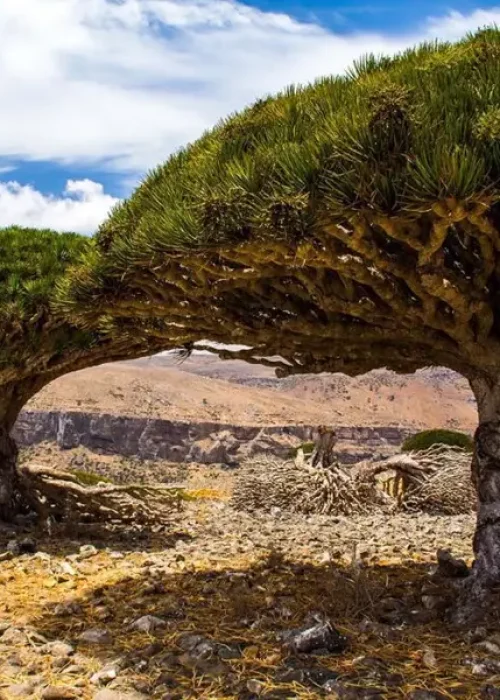 dragons-blood-trees-diksam-plateau-socotra-1024x683