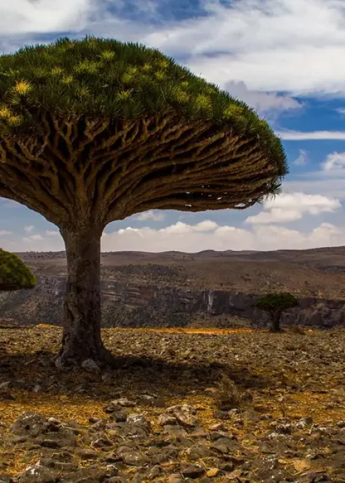 dragons-blood-trees-diksam-plateau-socotra-island-3